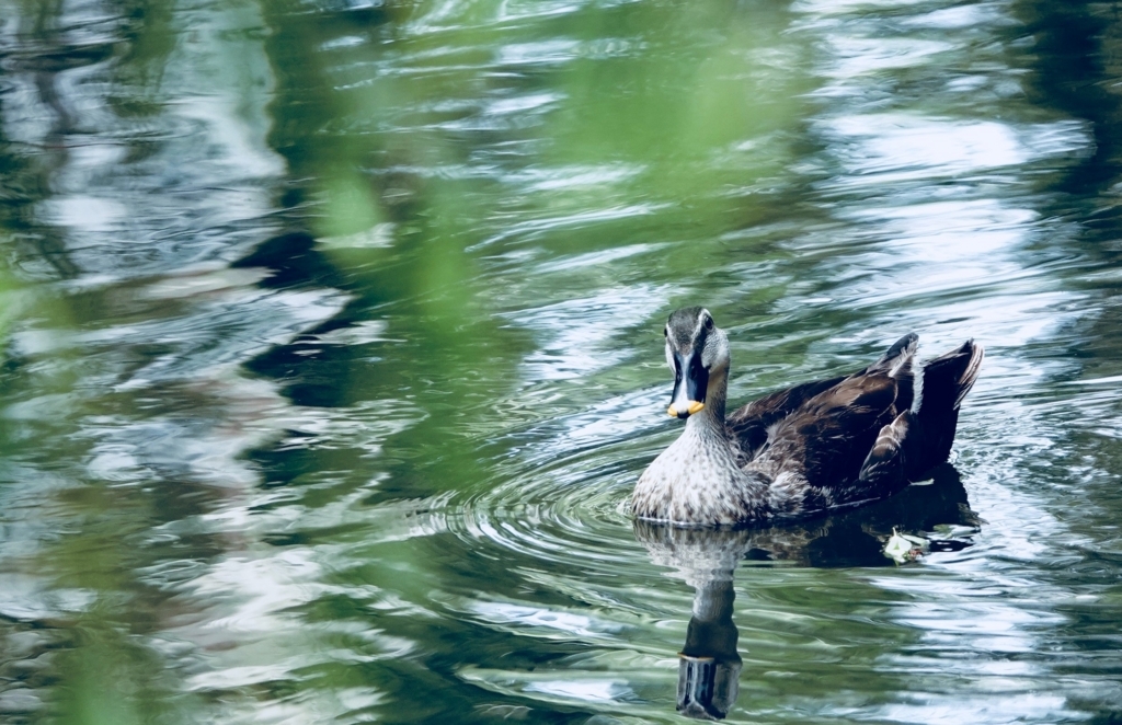 f:id:hato36:20180525132502j:plain