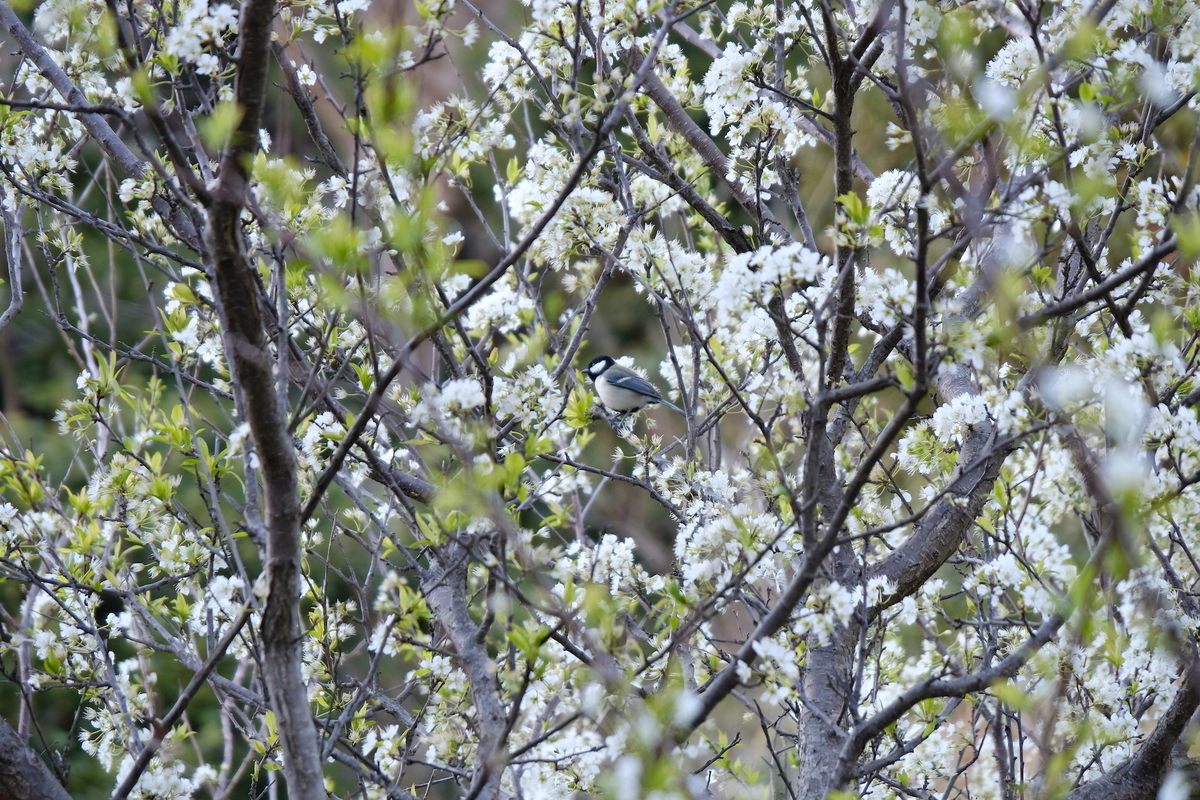 f:id:hato36:20190324170311j:plain f:id:hato36:20190324170311j:plain