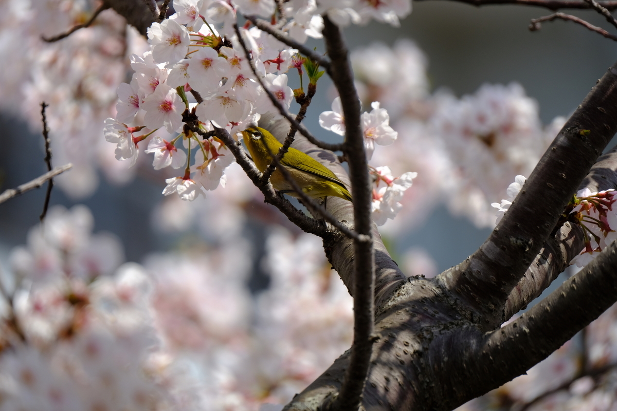 f:id:hato36:20190406114836j:plain f:id:hato36:20190406114836j:plain