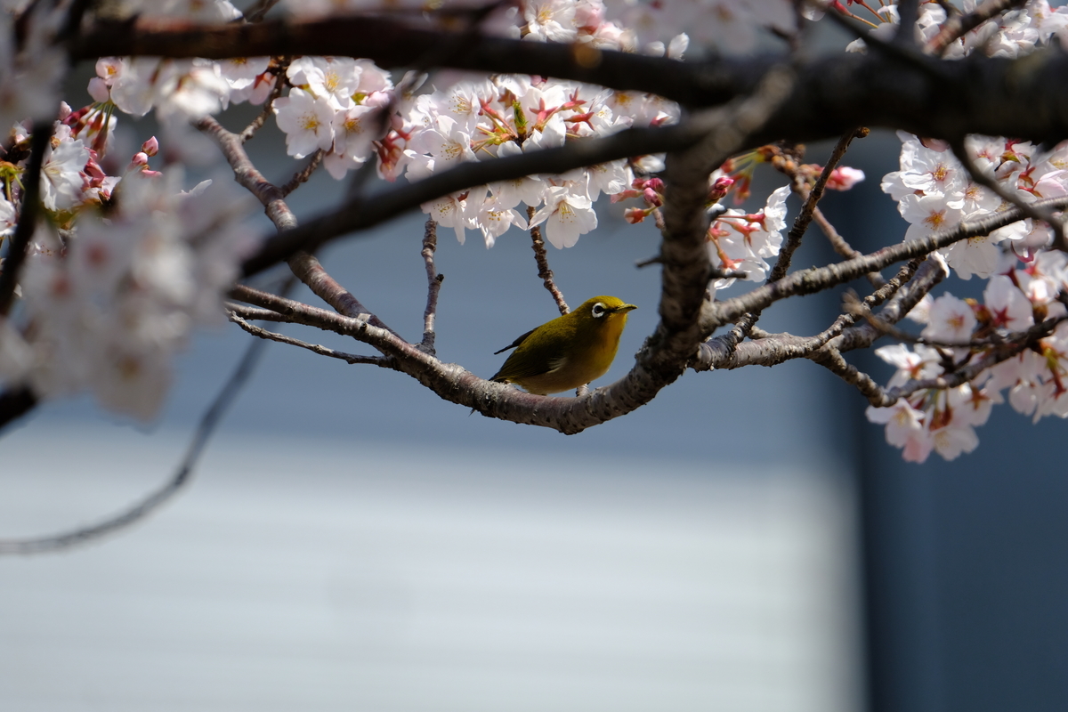 f:id:hato36:20190406114859j:plain f:id:hato36:20190406114859j:plain