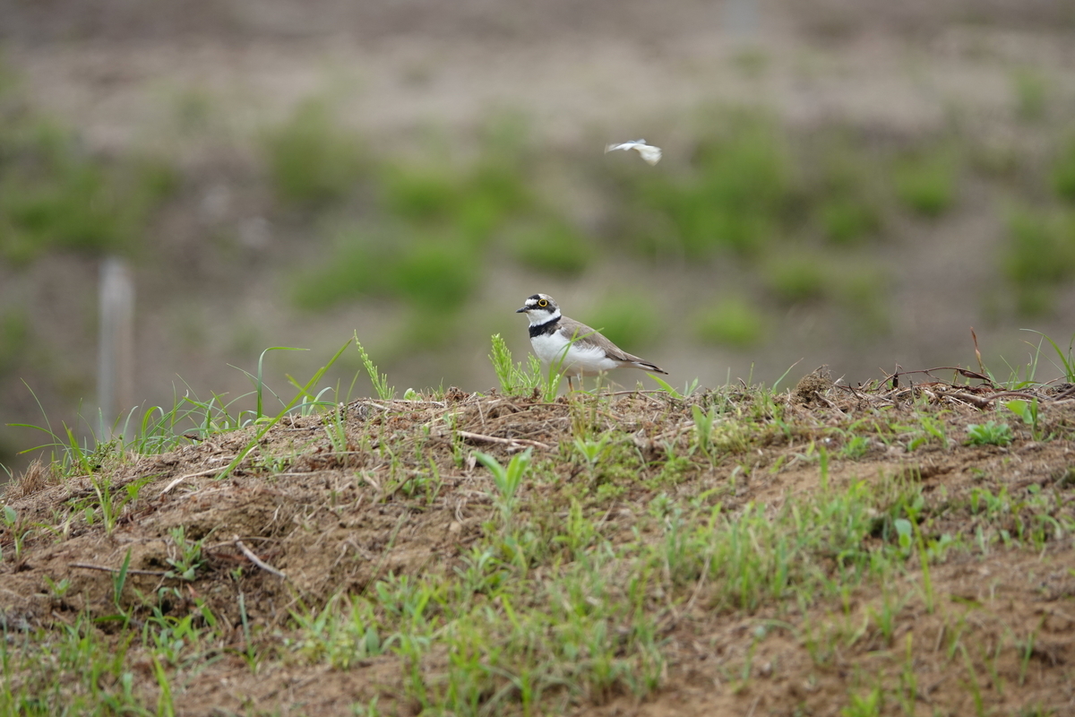 f:id:hato36:20200606142706j:plain f:id:hato36:20200606142706j:plain