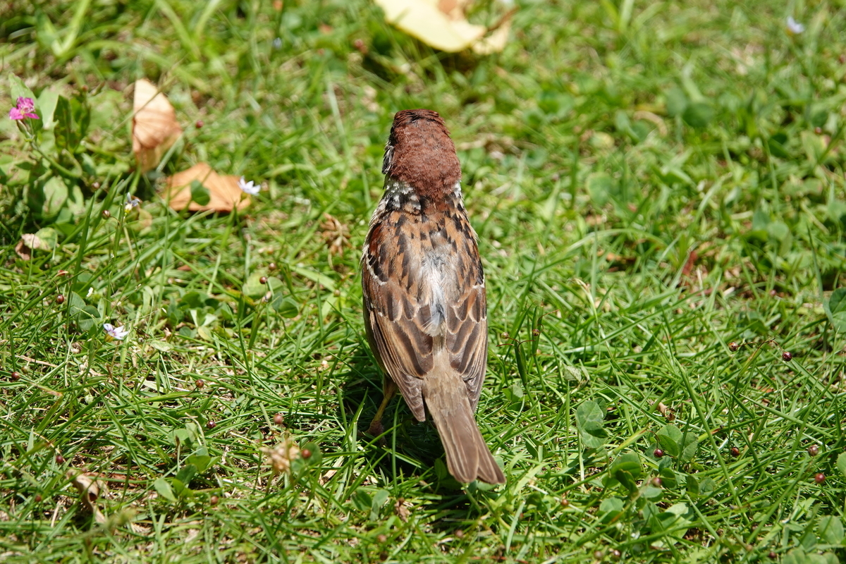 f:id:hato36:20200607112944j:plain f:id:hato36:20200607112944j:plain