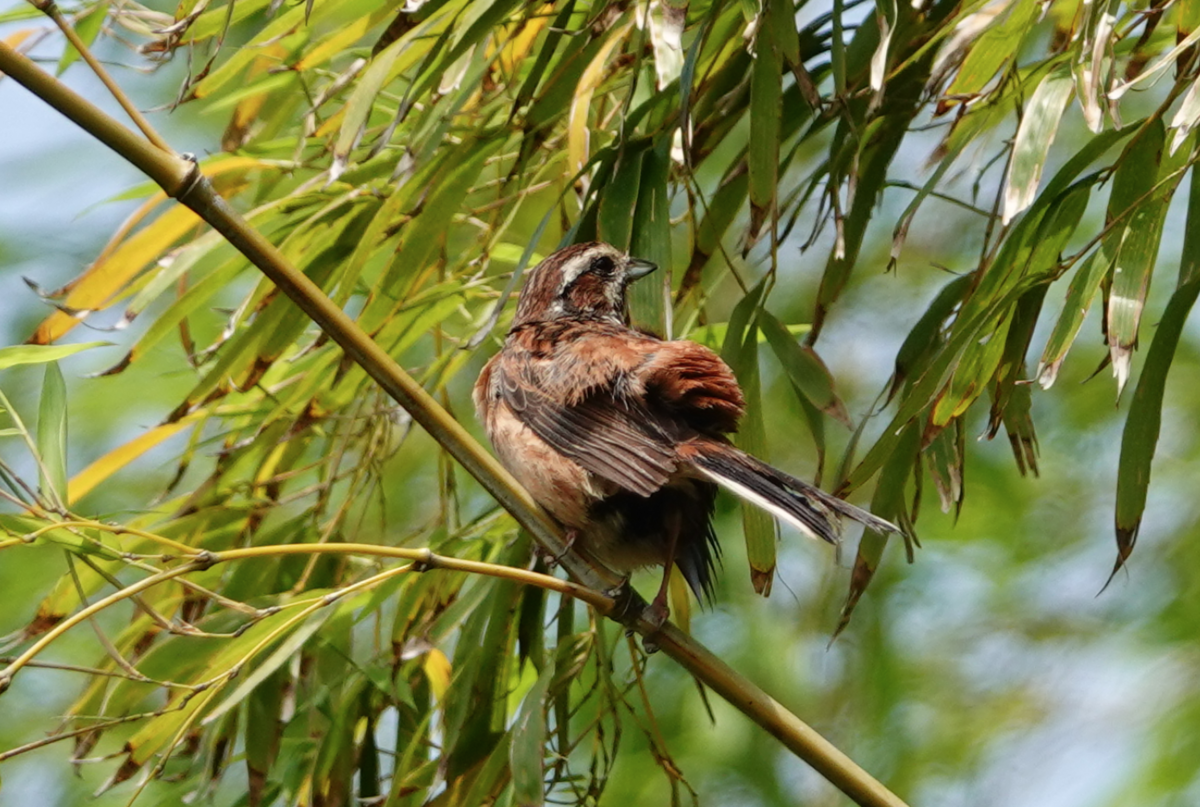 f:id:hato36:20200622124536p:plain f:id:hato36:20200622124536p:plain