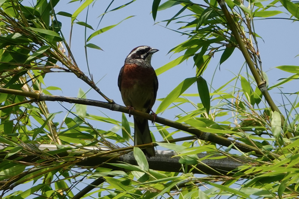 f:id:hato36:20200622124856p:plain f:id:hato36:20200622124856p:plain