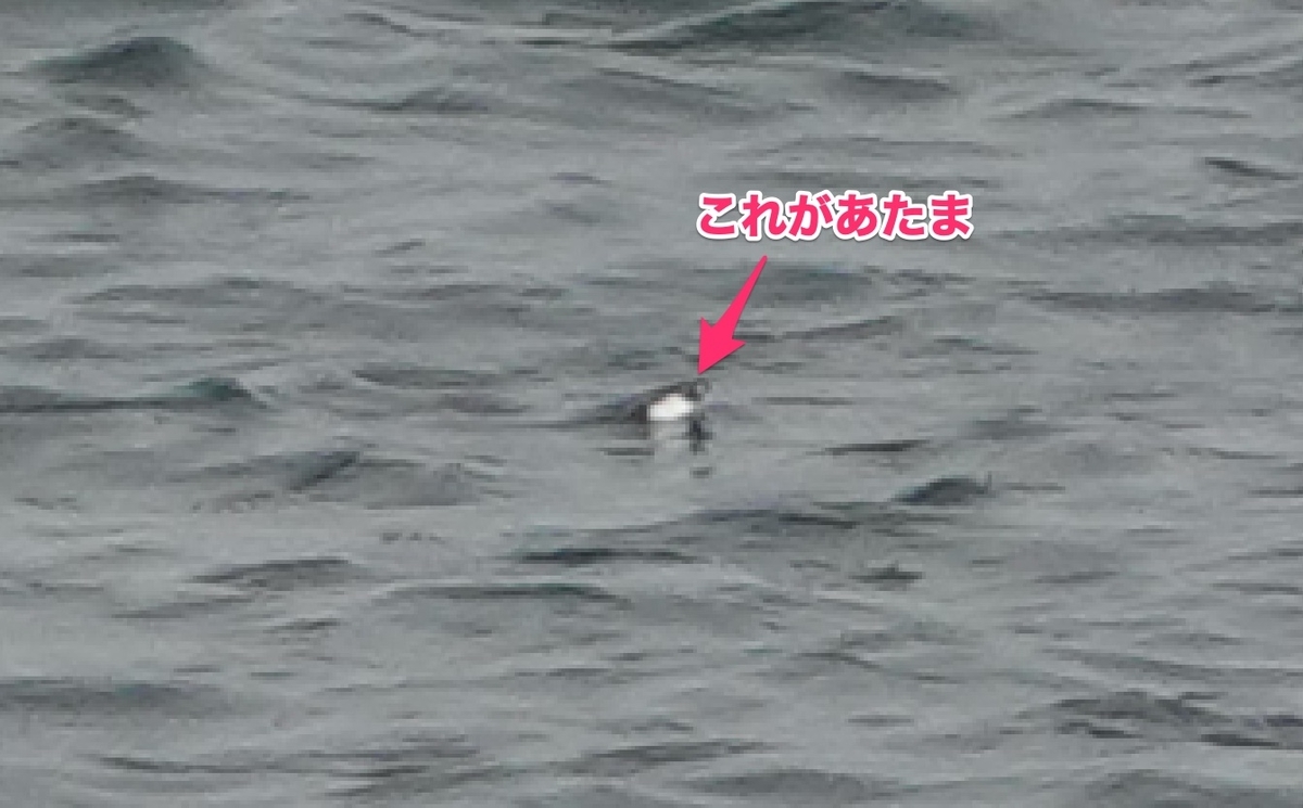 f:id:hato36:20200622131401j:plain f:id:hato36:20200622131401j:plain