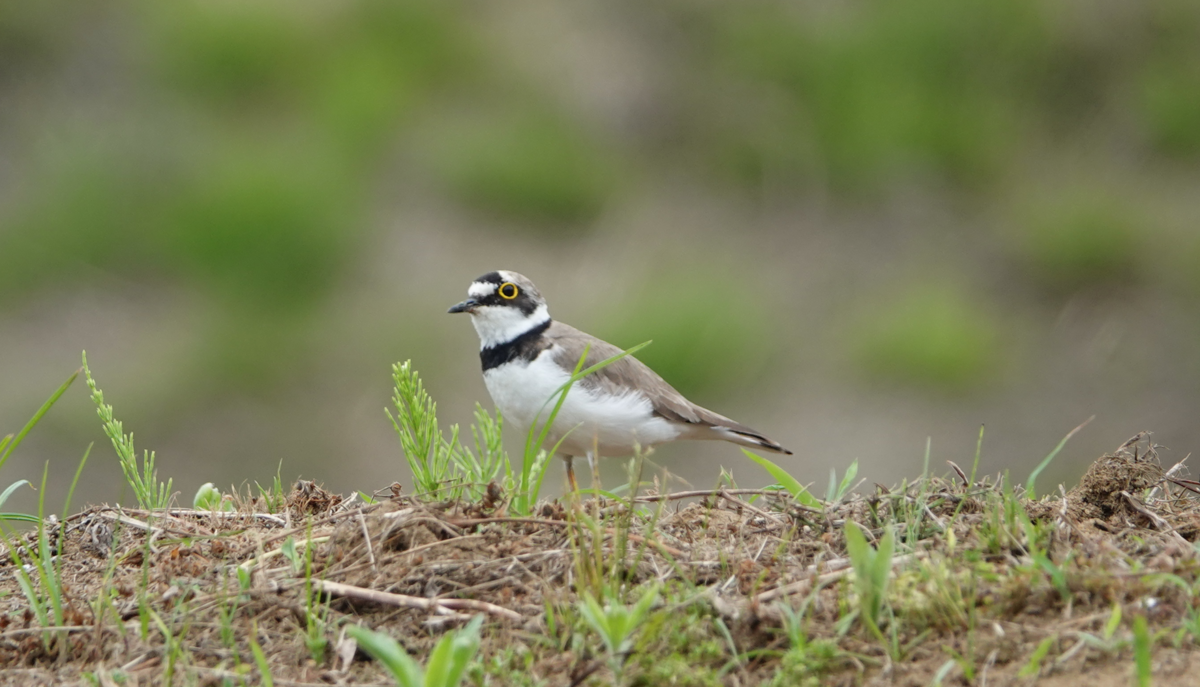 f:id:hato36:20200622132641p:plain f:id:hato36:20200622132641p:plain