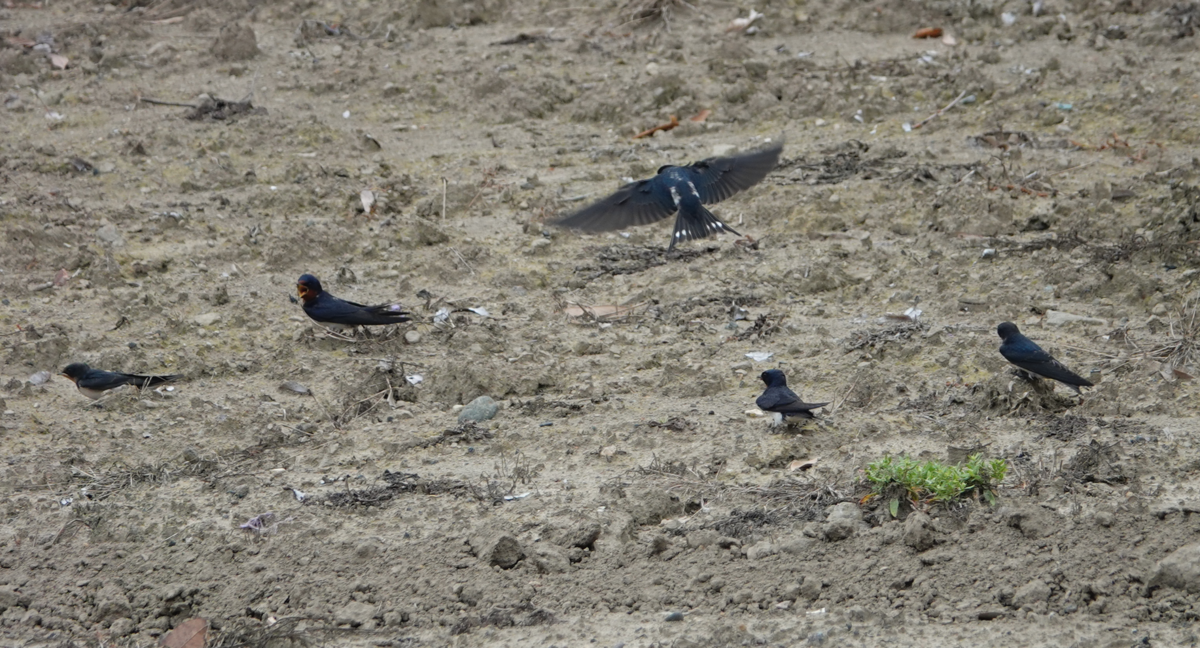 f:id:hato36:20200622134145p:plain f:id:hato36:20200622134145p:plain