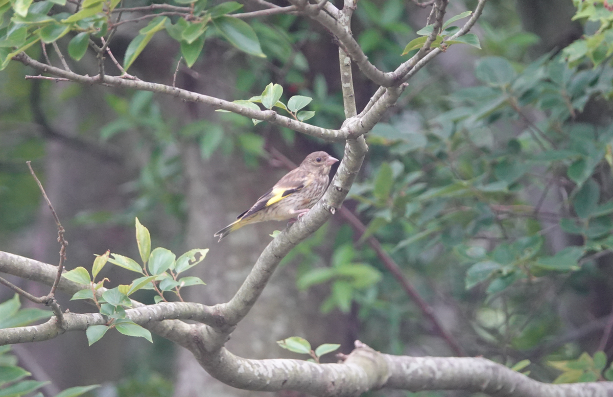 f:id:hato36:20200622134712p:plain f:id:hato36:20200622134712p:plain