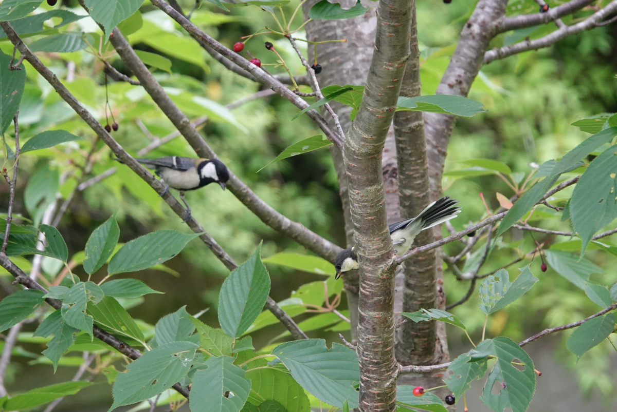 f:id:hato36:20200622134951p:plain f:id:hato36:20200622134951p:plain