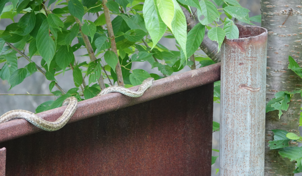 f:id:hato36:20200622135055p:plain f:id:hato36:20200622135055p:plain