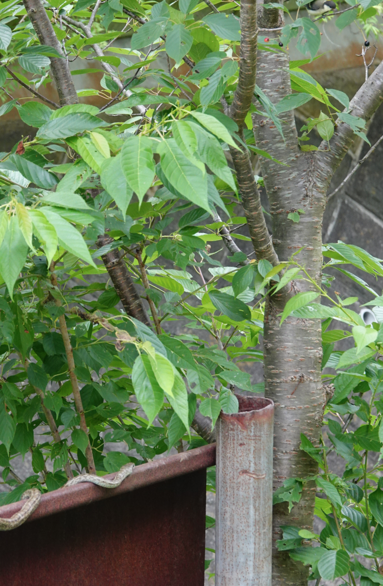 f:id:hato36:20200622135228p:plain f:id:hato36:20200622135228p:plain