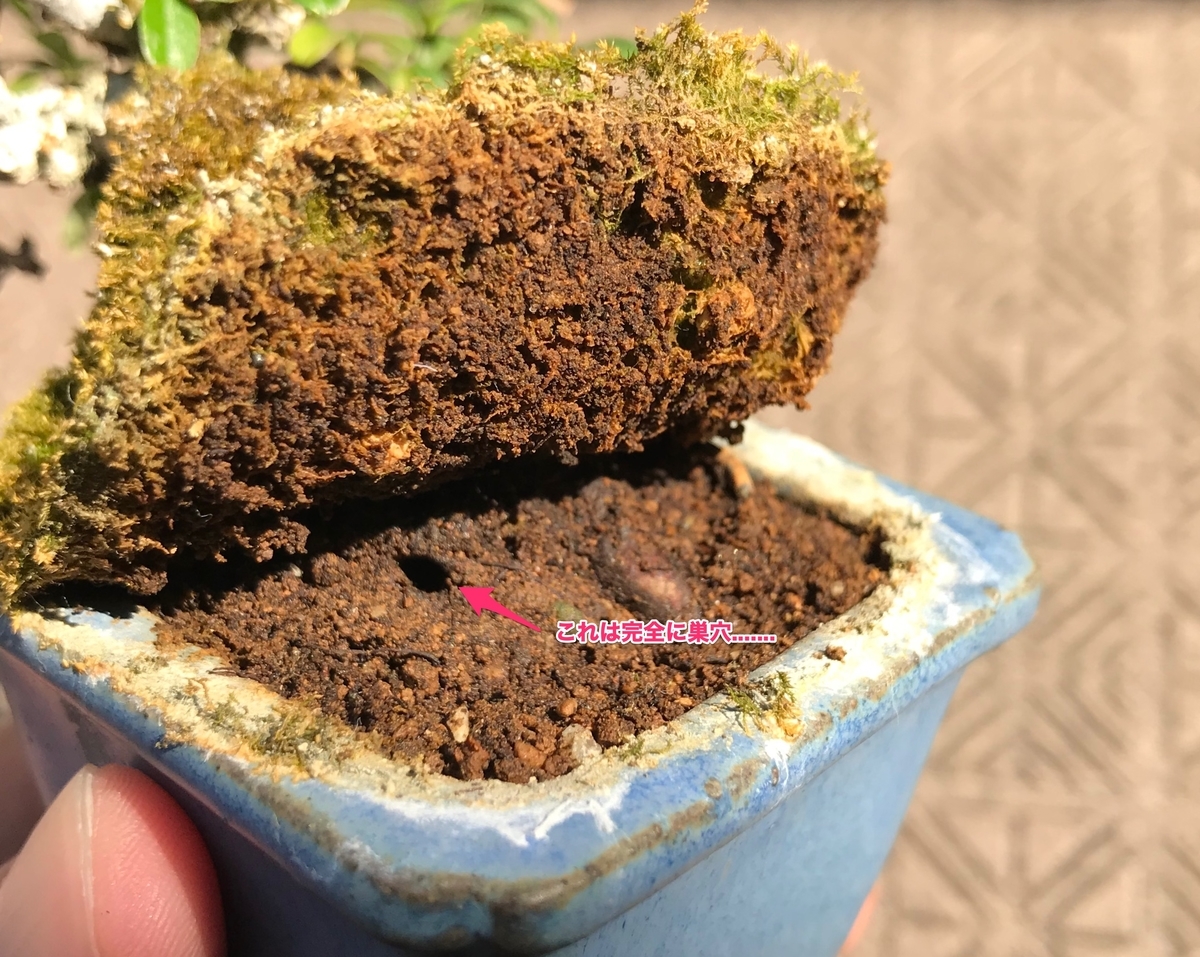 f:id:hato36:20200816144032j:plain f:id:hato36:20200816144032j:plain