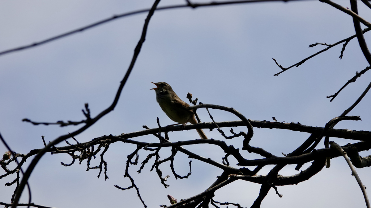 f:id:hato36:20210403114957j:plain