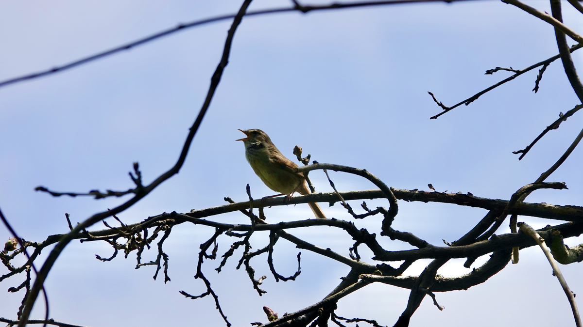 f:id:hato36:20210403114958j:plain