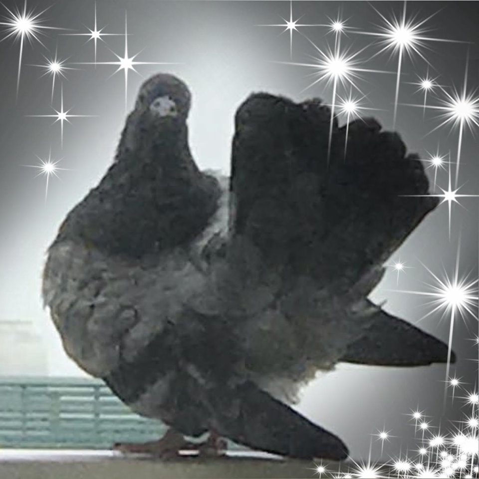 f:id:hatoko4:20200225132645j:plain