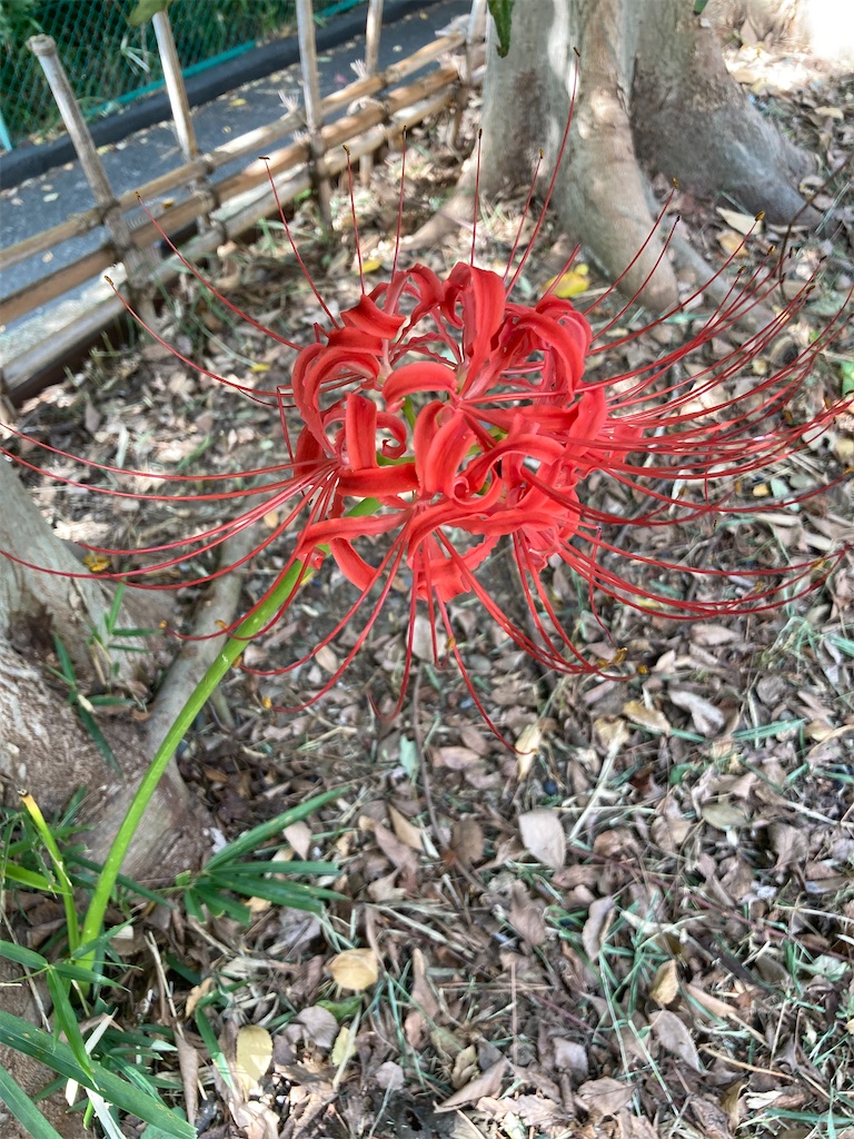 f:id:hatomoku:20251002072404j:image f:id:hatomoku:20251002072404j:image