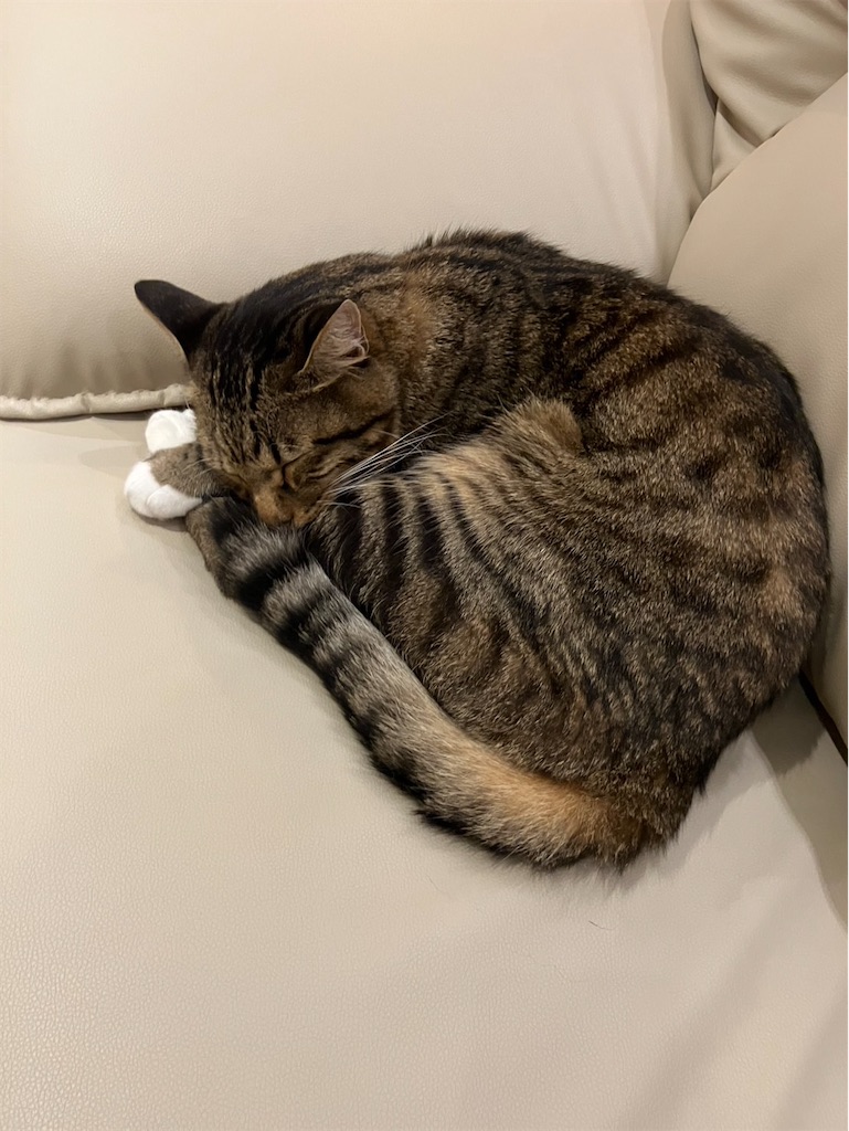 f:id:hatomoku:20251022154302j:image f:id:hatomoku:20251022154302j:image