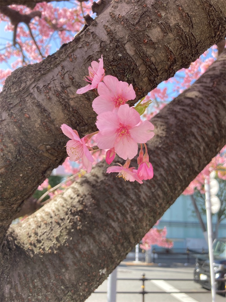 f:id:hatomoku:20260303164114j:image