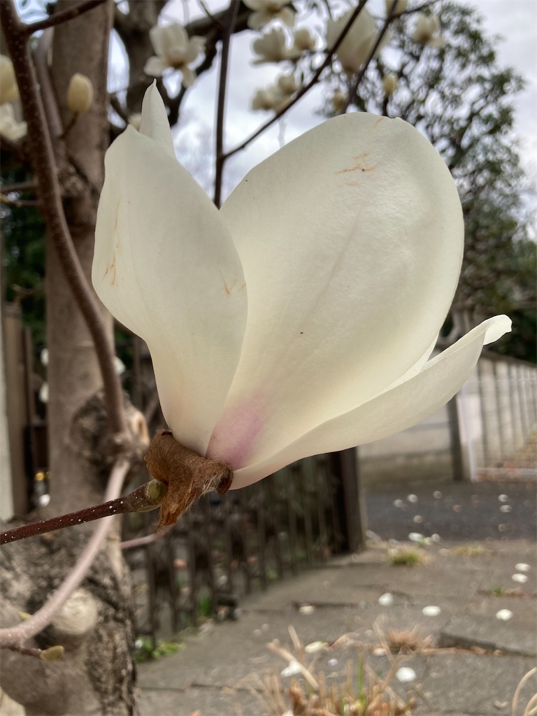 f:id:hatomoku:20260313130040j:image f:id:hatomoku:20260313130040j:image