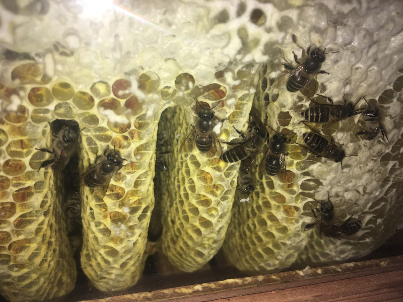 観察窓から蜜蜂の動きを観察