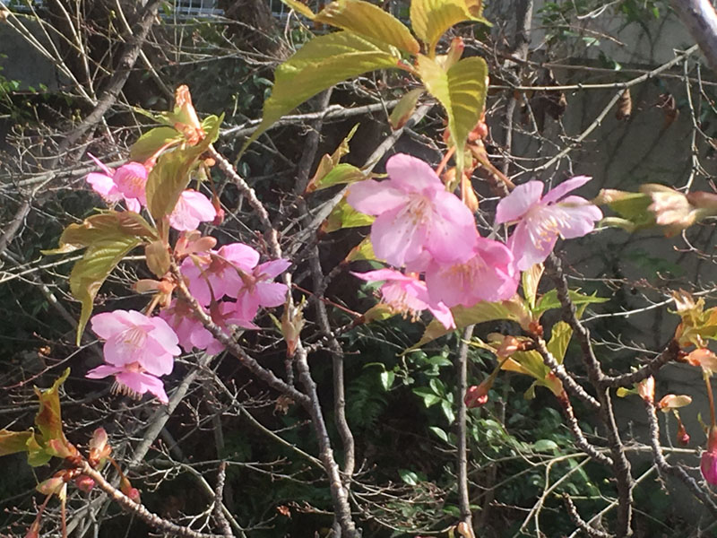 陽光桜？早春桜？