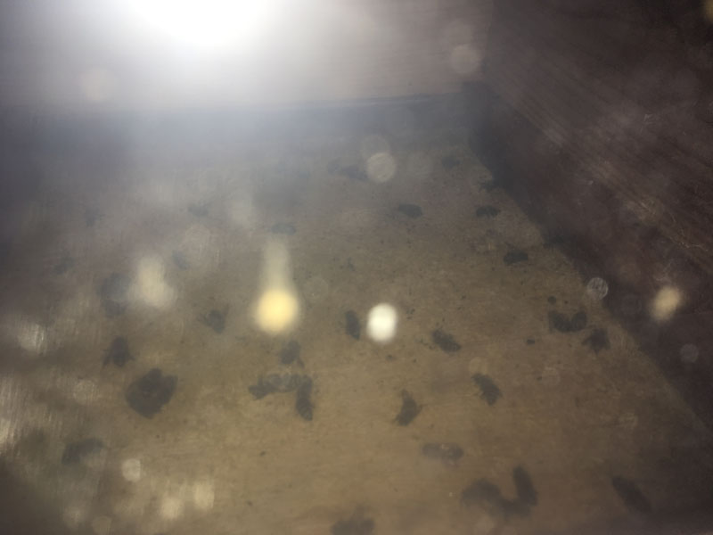 死んだ蜂が落ちた底板