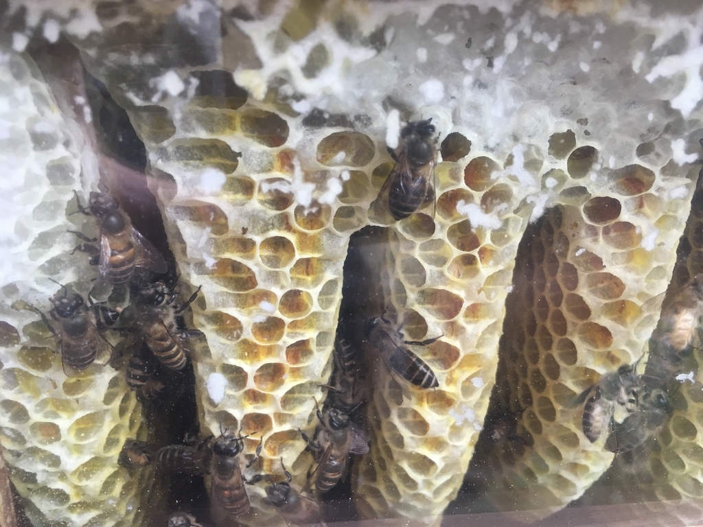 巣内の蜜蜂の動きが活発化している