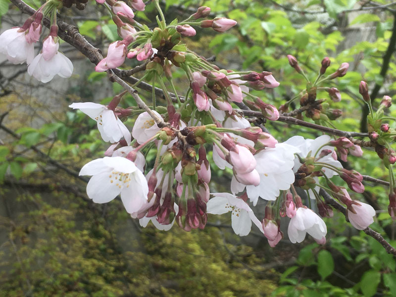 桜開花１