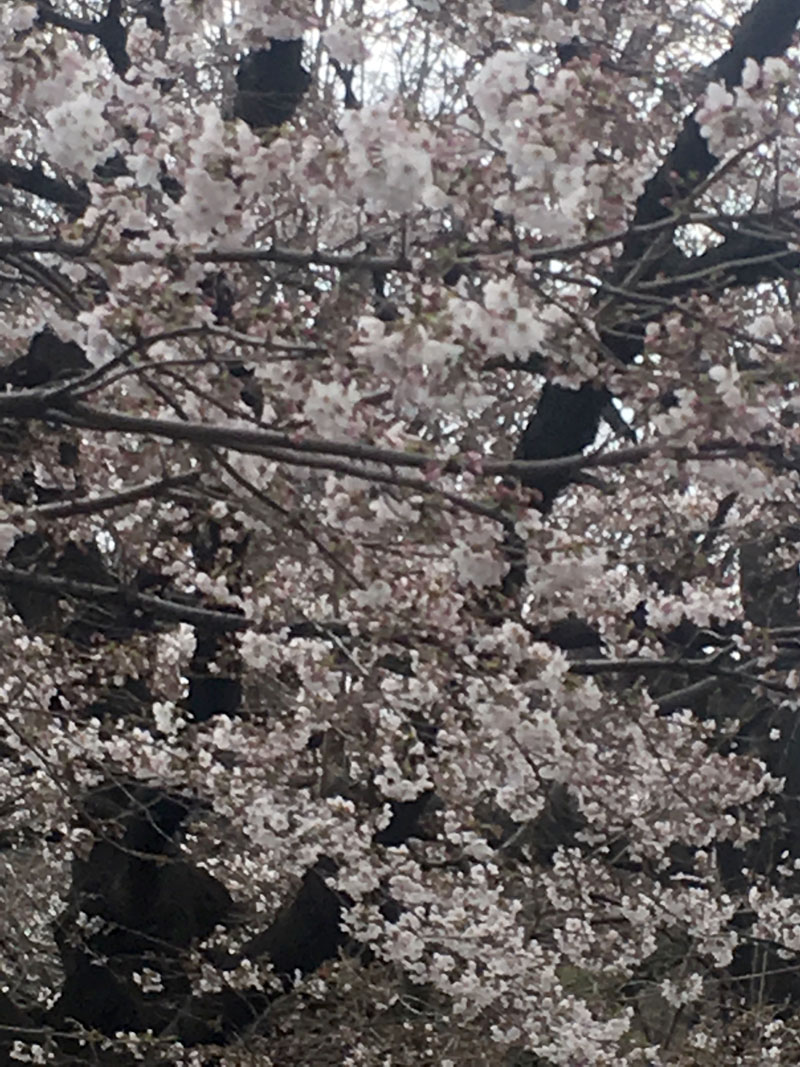 桜開花２
