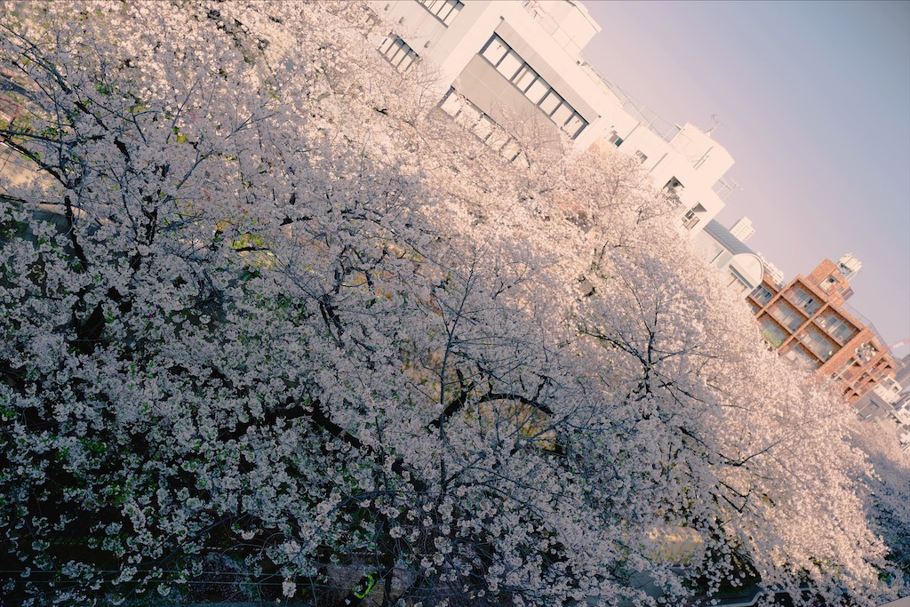 f:id:hatomunebba:20200403020939j:image f:id:hatomunebba:20200403020939j:image