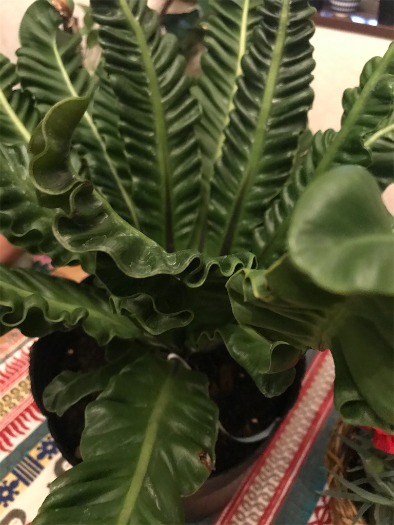 f:id:hatomunebba:20200510223708j:image f:id:hatomunebba:20200510223708j:image