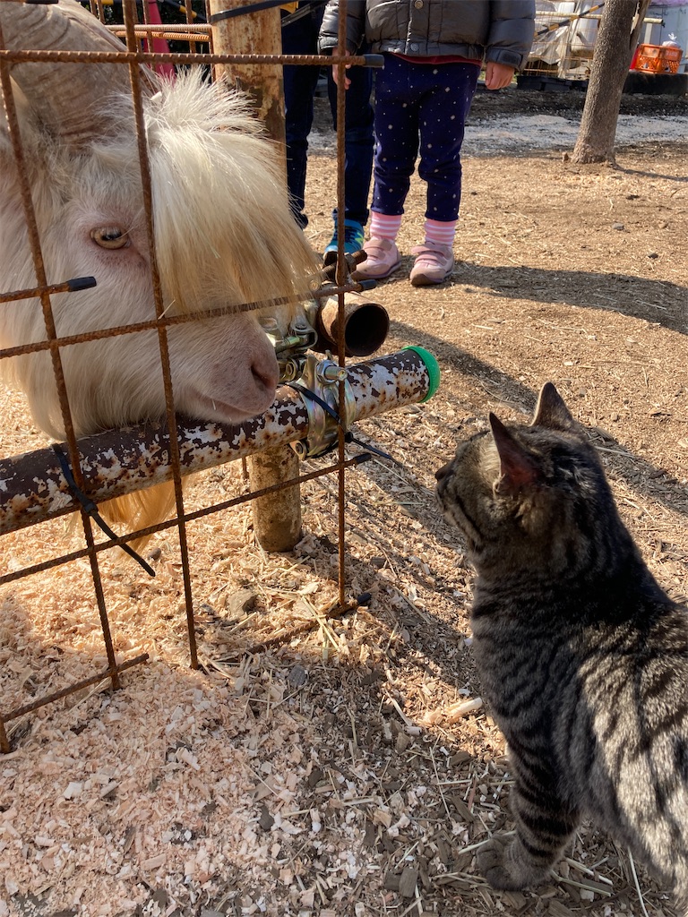 f:id:hatomunebba:20210207195210j:image