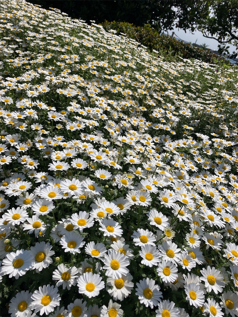 f:id:hatomunebba:20210411172456j:image