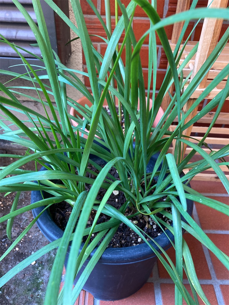 f:id:hatomunebba:20210510214324j:image f:id:hatomunebba:20210510214324j:image