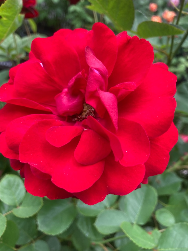 f:id:hatomunebba:20210510214327j:image f:id:hatomunebba:20210510214327j:image