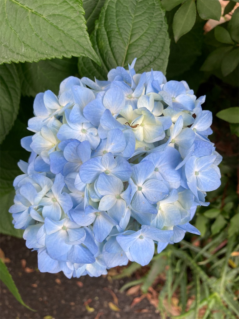 f:id:hatomunebba:20210527121924j:image f:id:hatomunebba:20210527121924j:image