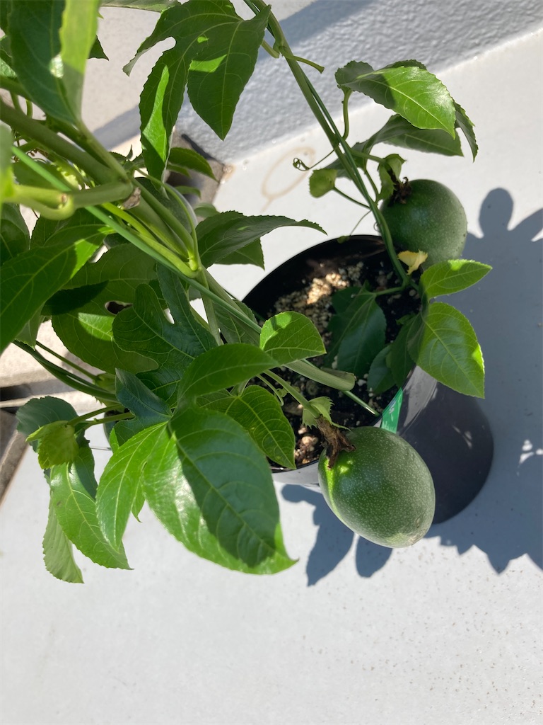 f:id:hatomunebba:20210530234819j:image f:id:hatomunebba:20210530234819j:image