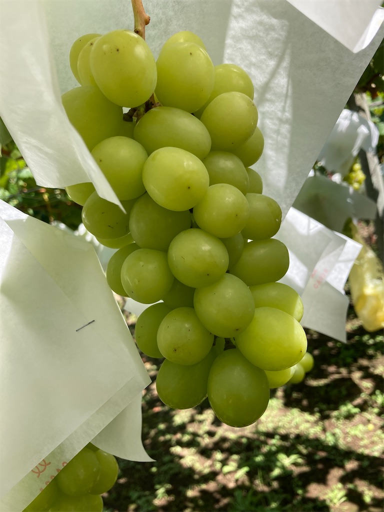 f:id:hatomunebba:20210913102012j:image f:id:hatomunebba:20210913102012j:image