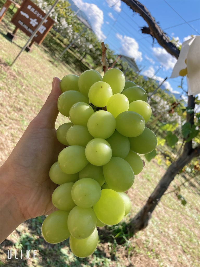 f:id:hatomunebba:20210914013145j:image f:id:hatomunebba:20210914013145j:image