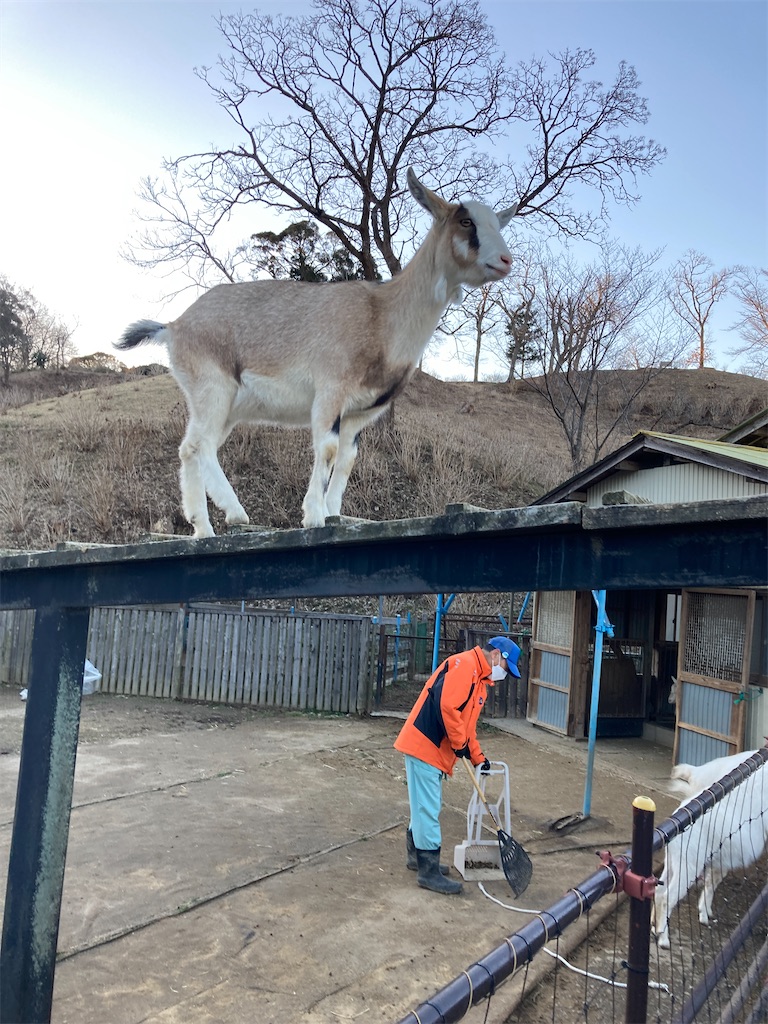 f:id:hatomunebba:20220223014046j:image