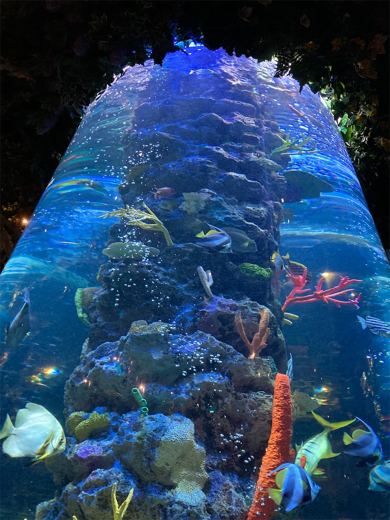 f:id:hatomunebba:20221118004524j:image f:id:hatomunebba:20221118004524j:image