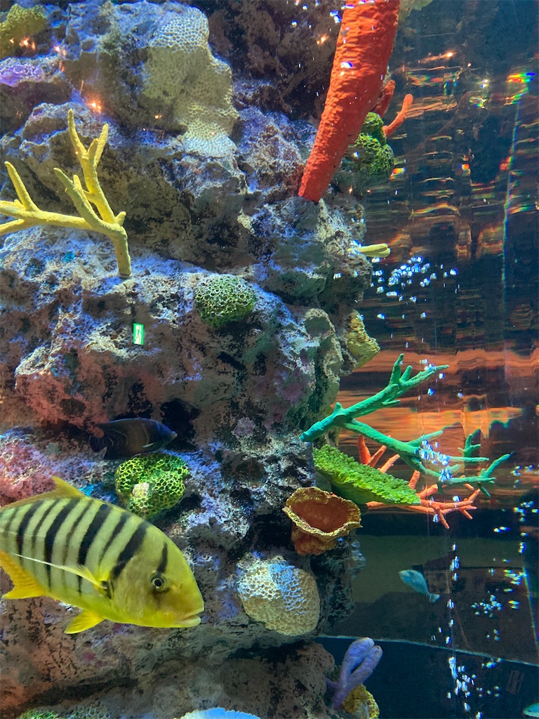 f:id:hatomunebba:20221118004612j:image f:id:hatomunebba:20221118004612j:image