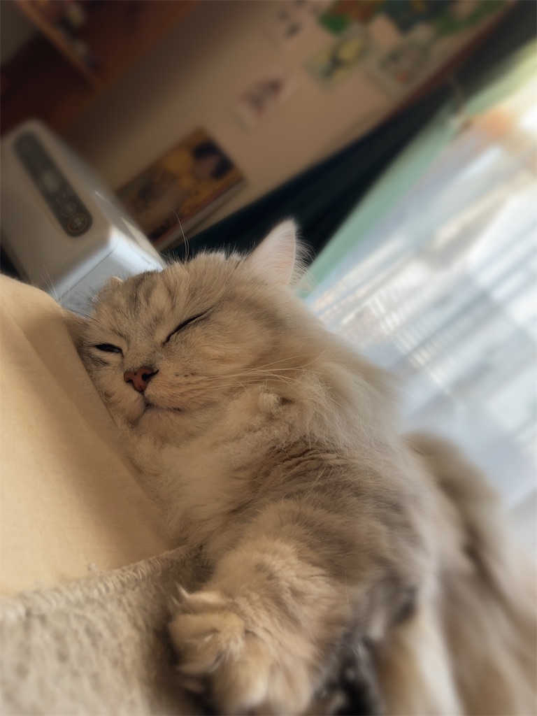 f:id:hatomunebba:20230124024838j:image f:id:hatomunebba:20230124024838j:image