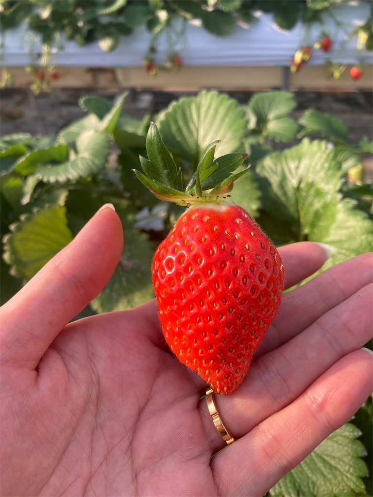 f:id:hatomunebba:20240115003529j:image f:id:hatomunebba:20240115003529j:image