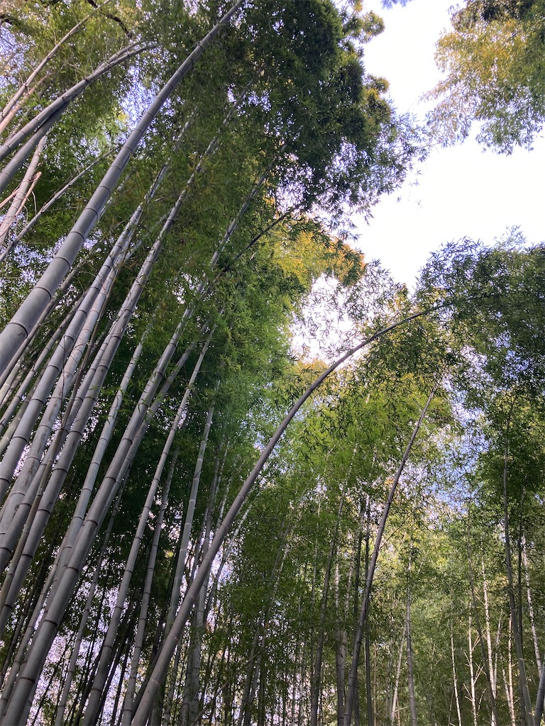 f:id:hatomunebba:20250331192303j:image f:id:hatomunebba:20250331192303j:image