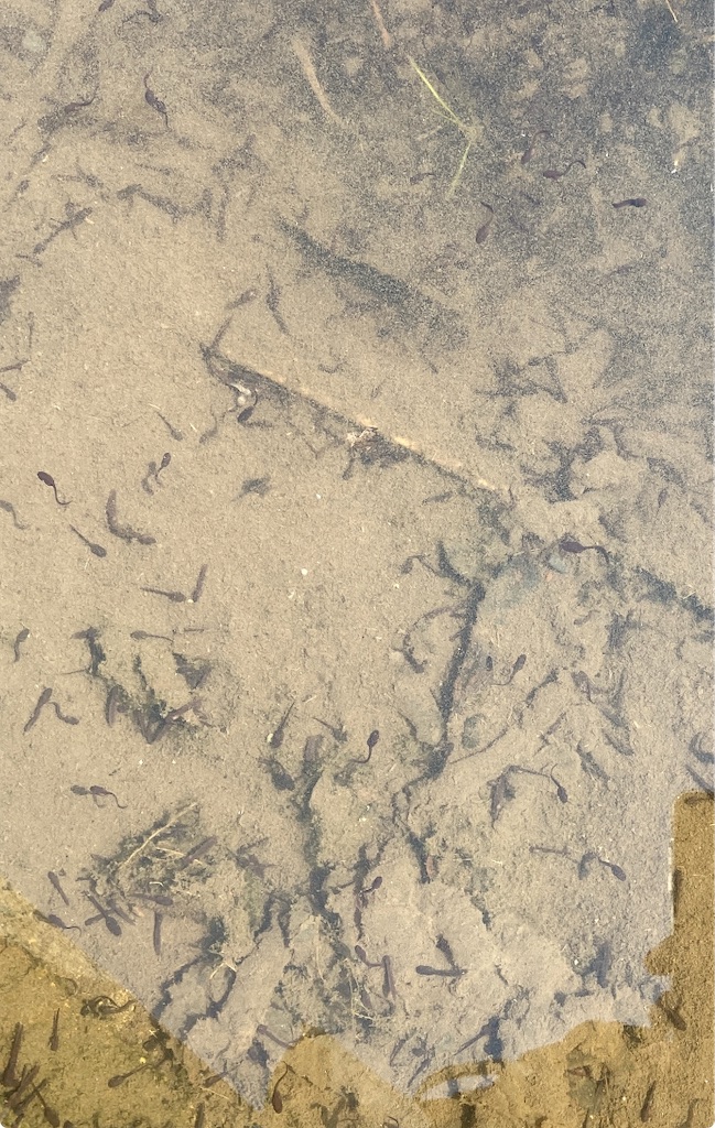 f:id:hatomunebba:20250331192531j:image f:id:hatomunebba:20250331192531j:image