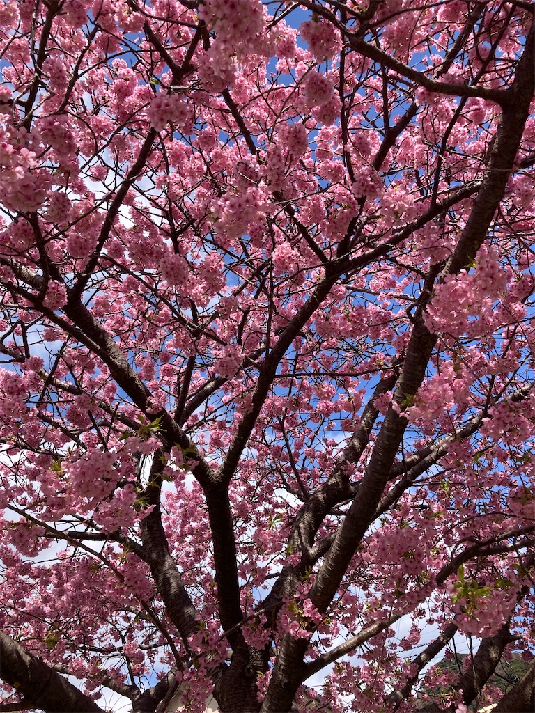 f:id:hatomunebba:20250417225153j:image f:id:hatomunebba:20250417225153j:image