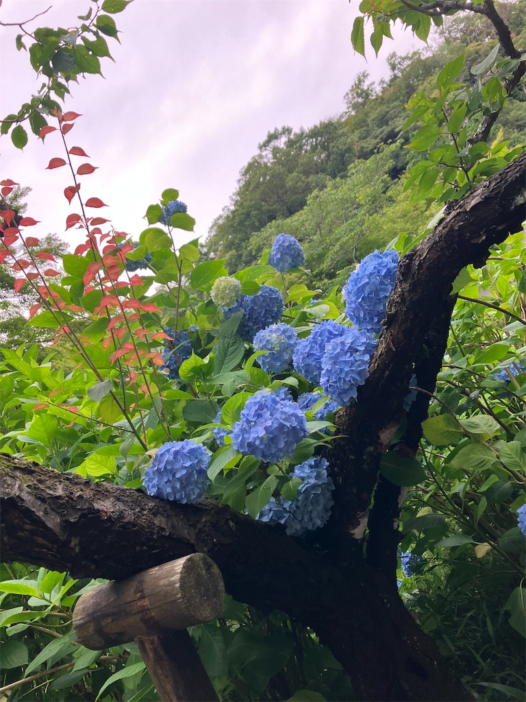 f:id:hatomunebba:20260615003655j:image