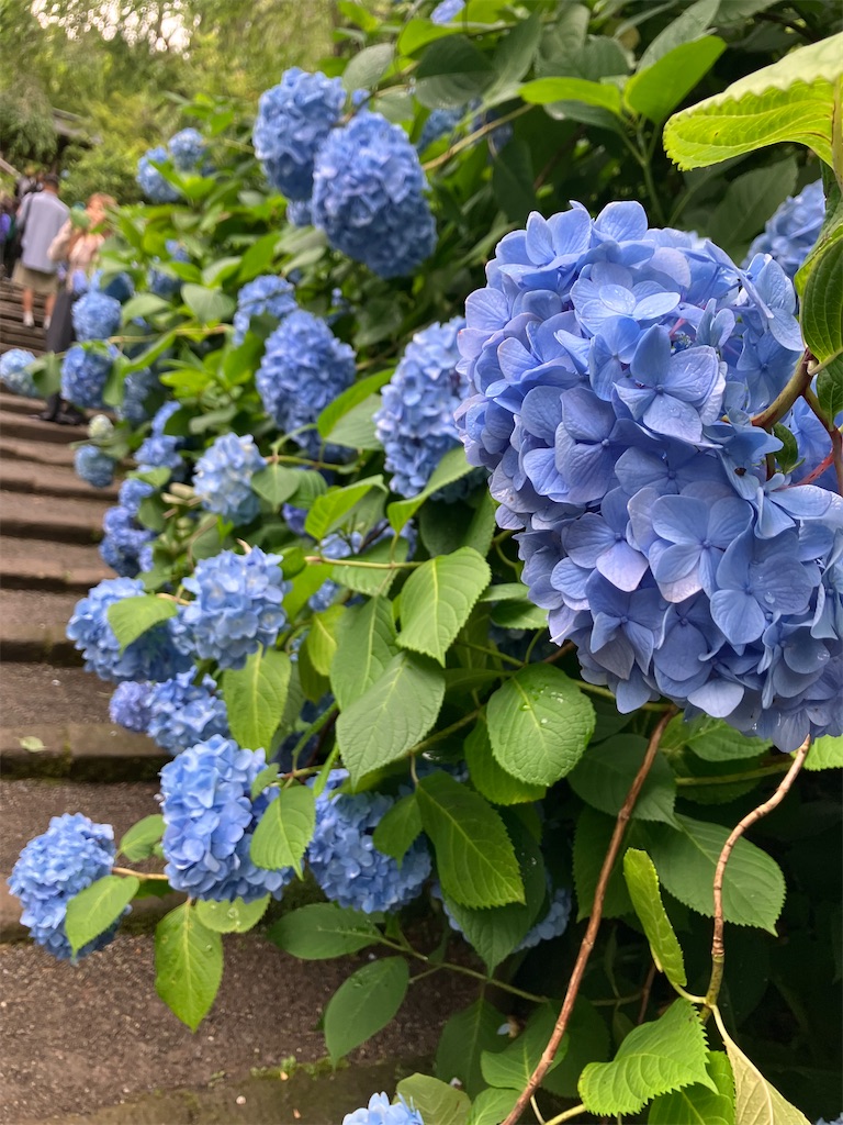 f:id:hatomunebba:20260615003659j:image