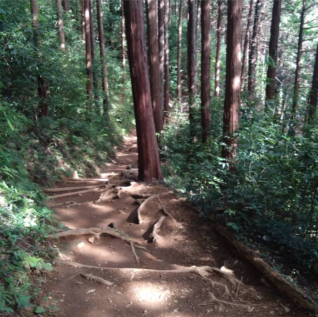 f:id:hatonyan:20251025155405j:image
